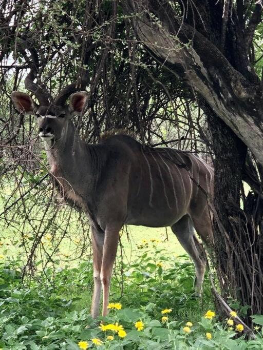 Boabab Lodge Mabula Game Reserve المظهر الخارجي الصورة